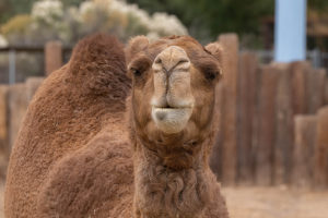 dromedary camel close up on a sunny day